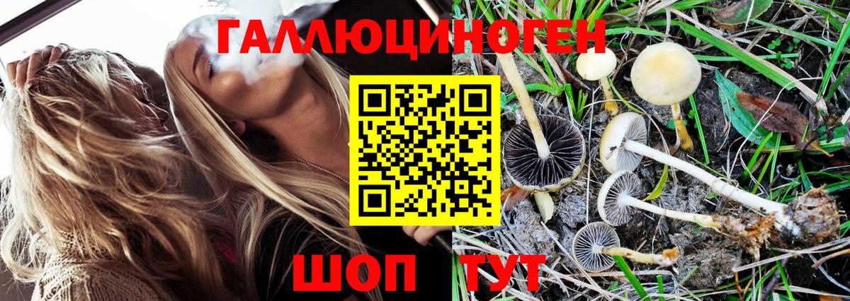 Псилоцибиновые грибы GOLDEN TEACHER Биробиджан